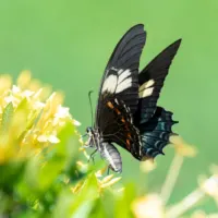 schwarzer Schmetterling auf einer gelben Blume