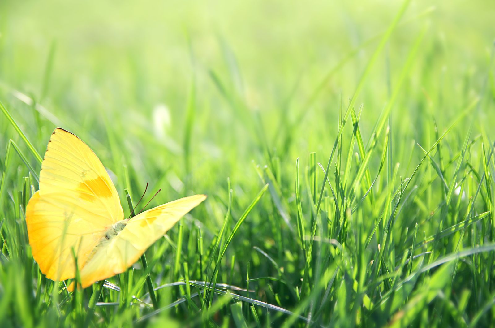 gelber Schmetterling auf Gras