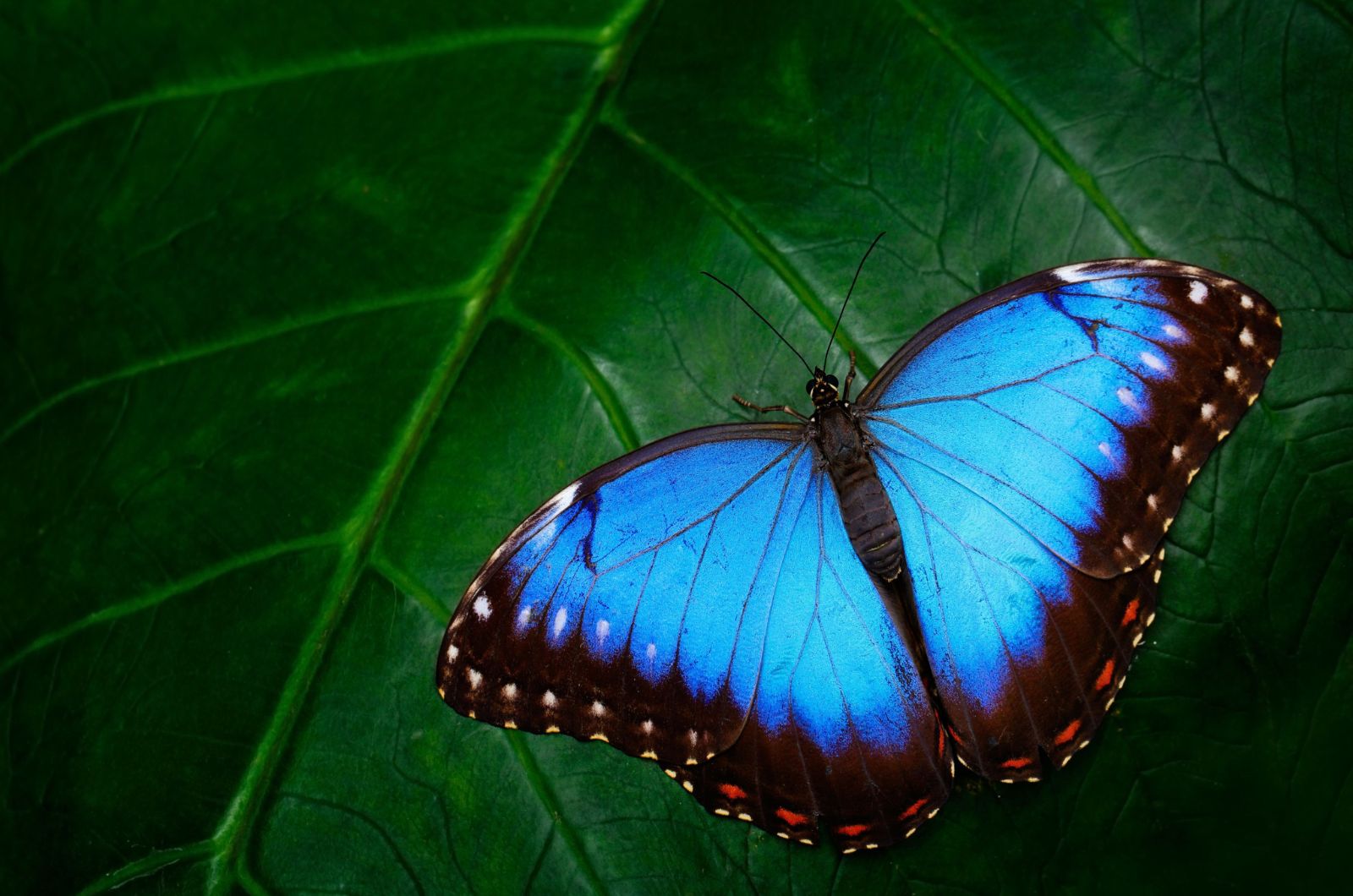 großer Schmetterling, der auf grünen Blättern sitzt