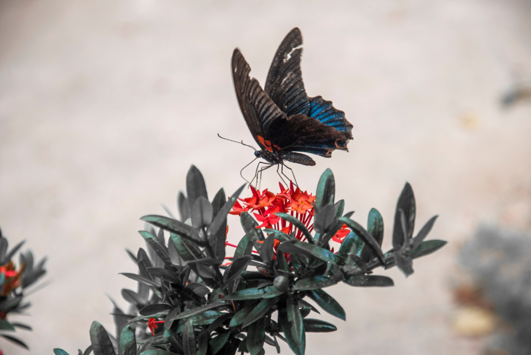 Schwarzer Schmetterling Bedeutung Du wirst verblüfft sein!