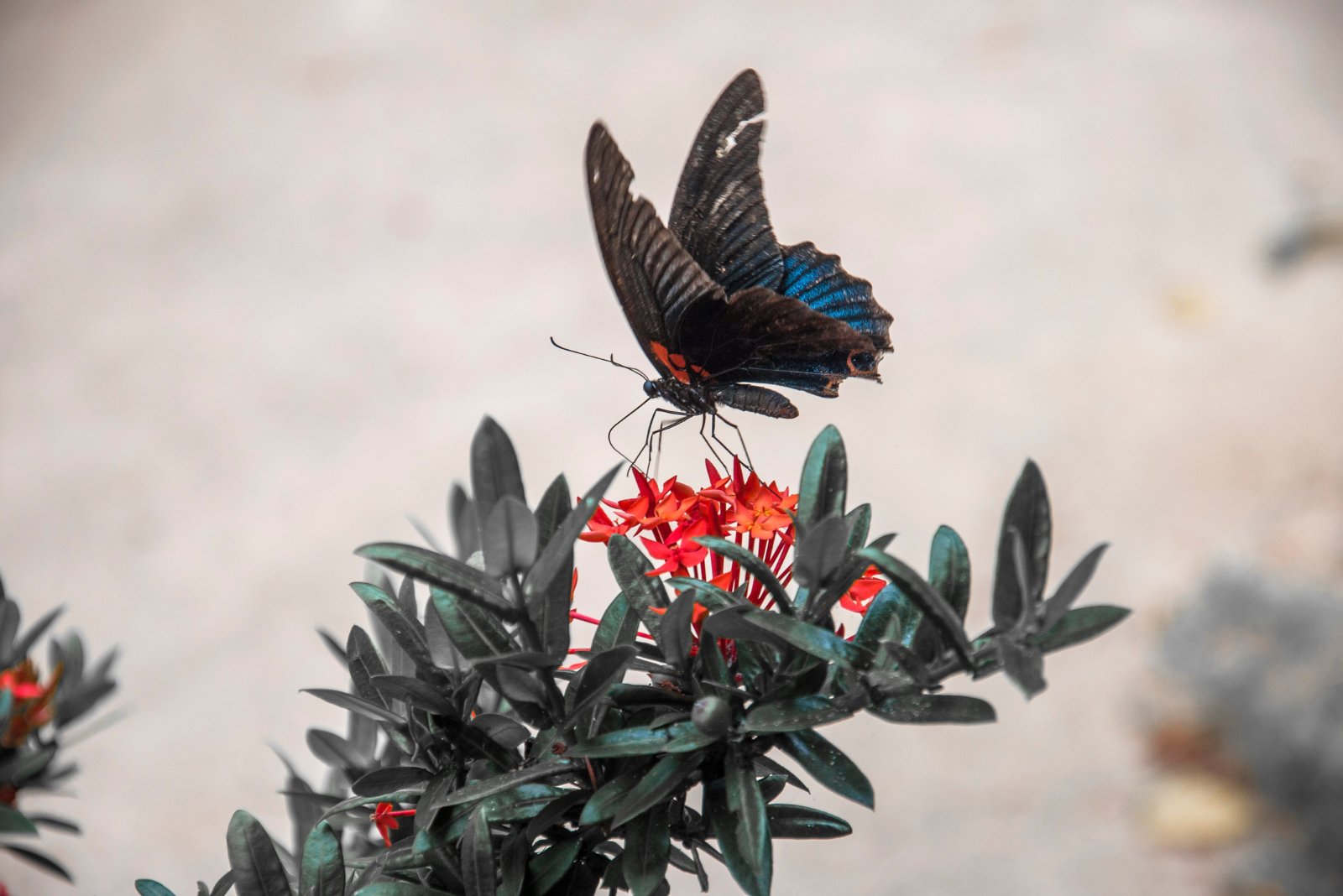 schöner schwarzer Schmetterling