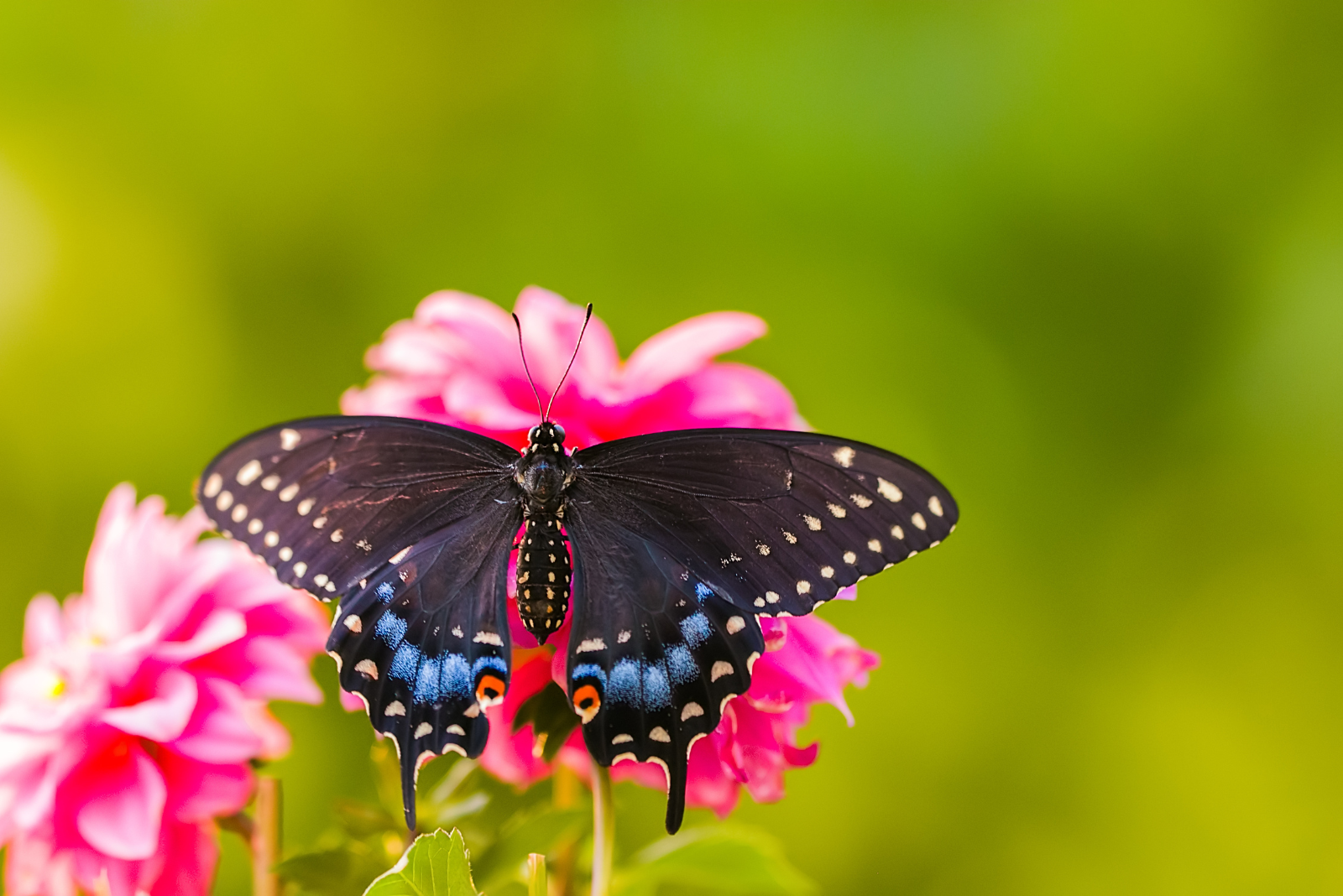 schwarzer Schmetterling auf einer rosa Blume