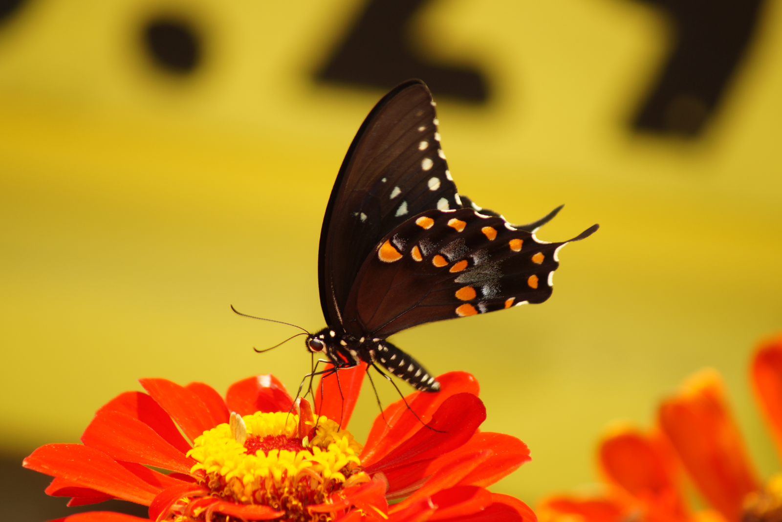 schwarzer Schmetterling auf einer roten Blume