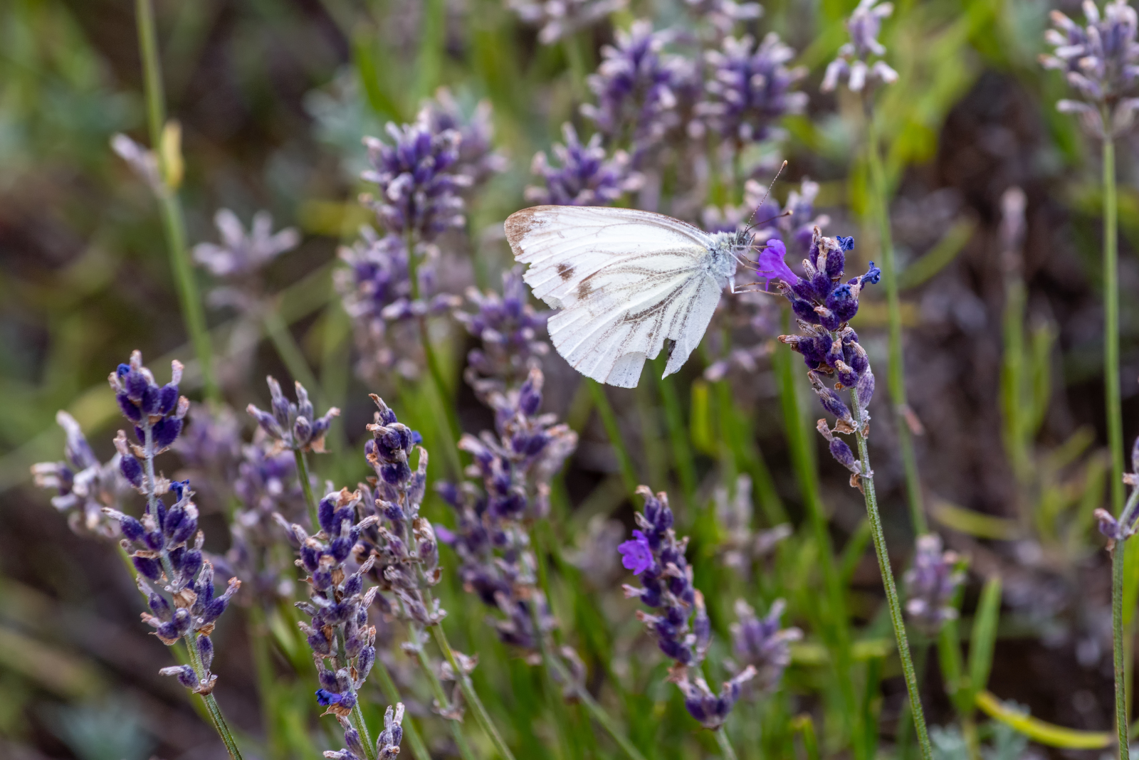 weißer Schmetterling auf violetten Blüten