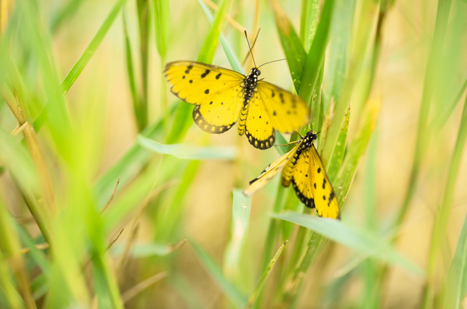 zwei gelbe Schmetterlinge auf Gras