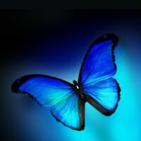 blauer Schmetterling mit ausgebreiteten Flügeln