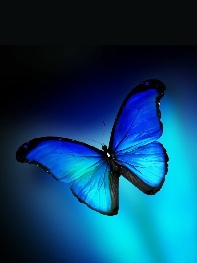 Blauer Schmetterling Bedeutung: Alle Träume gehen in Erfüllung!