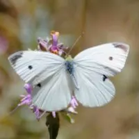 schöner weißer Schmetterling auf einer Blume