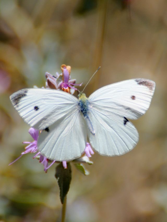 Weißer Schmetterling und seine inspirierende Bedeutung