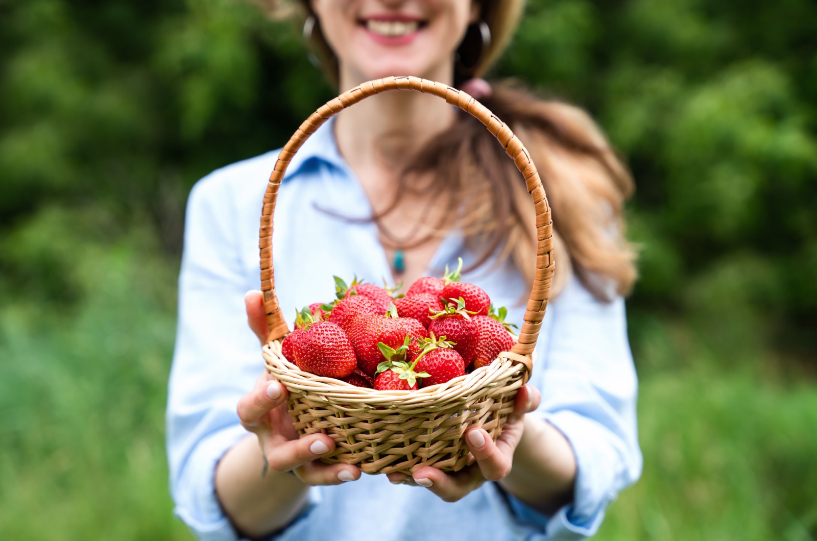 Frau pflueckt Erdbeeren