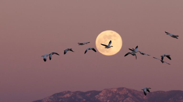 mond