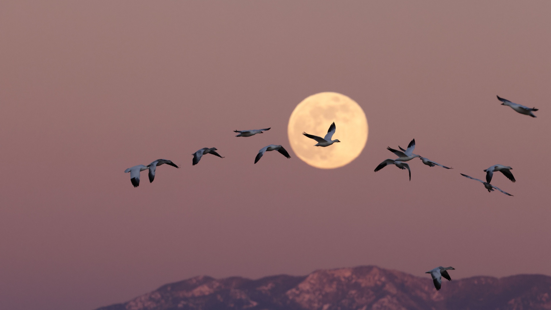 mond