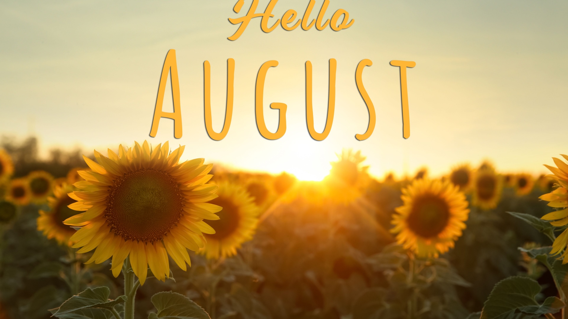 august horoskop
