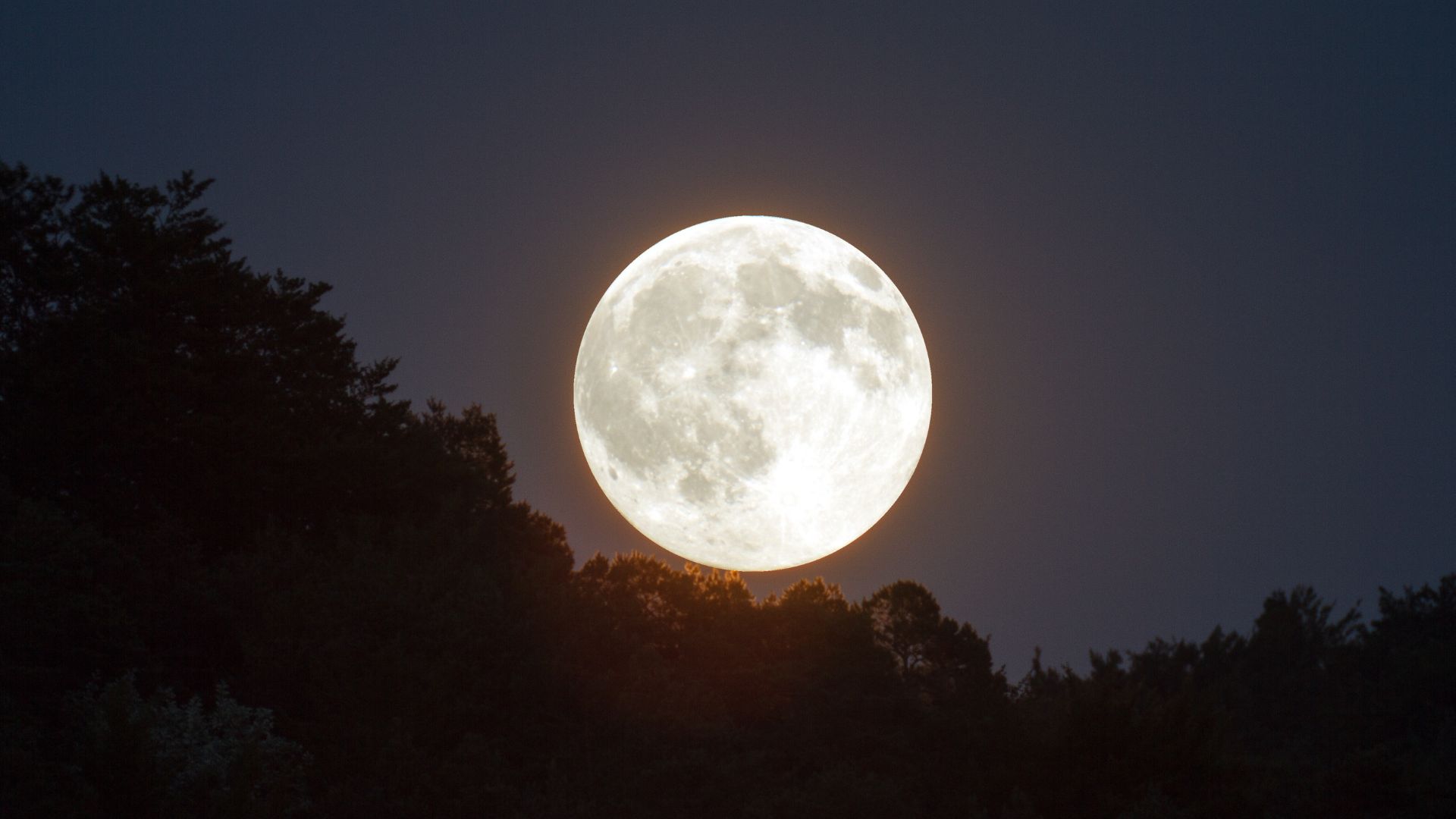 voller mond